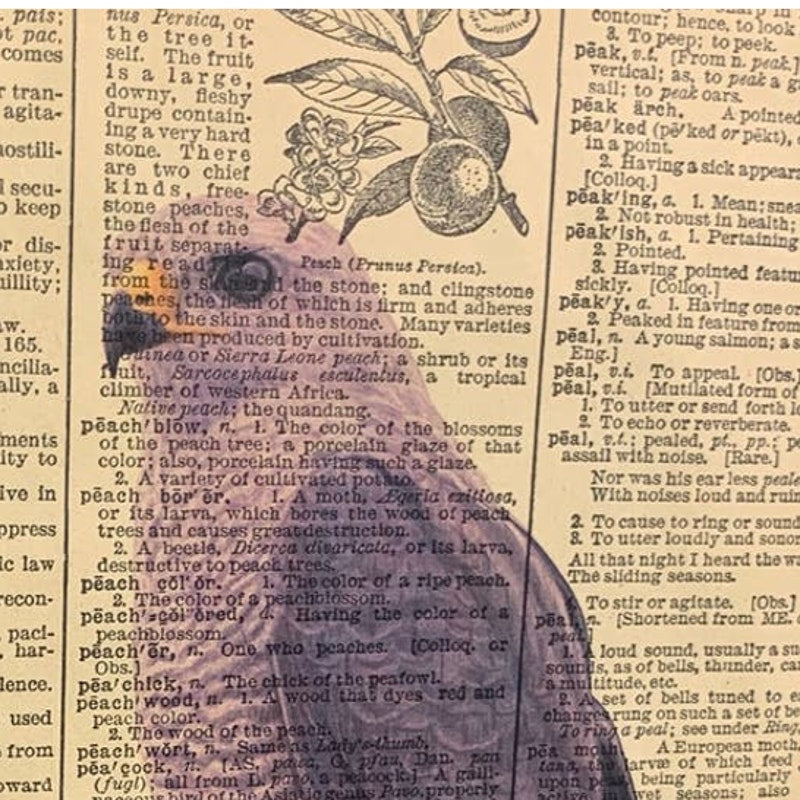 Handmade Upcycled Gray Hawk Bird Printed on Vintage Dictionary Page Wall Art