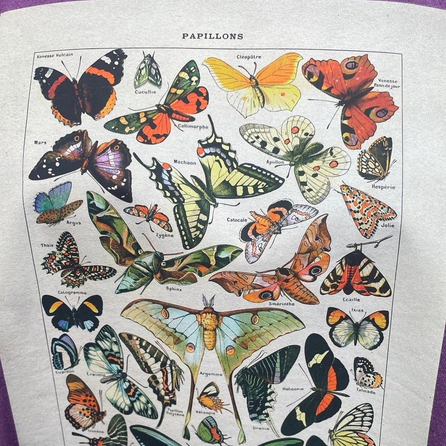 Hand Printed Upcycled Womens XXL Vintage Book Page Butterfly Short Sleeve Tee