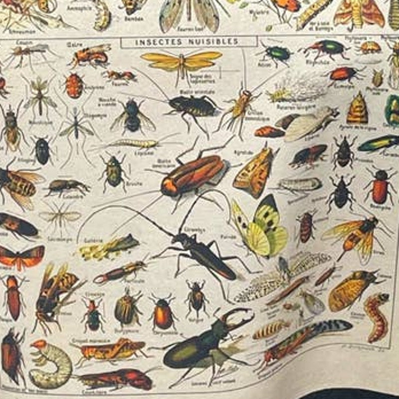 Hand Printed Upcycled XL Vintage Reference Book Insects Bugs Page Tee Shirt
