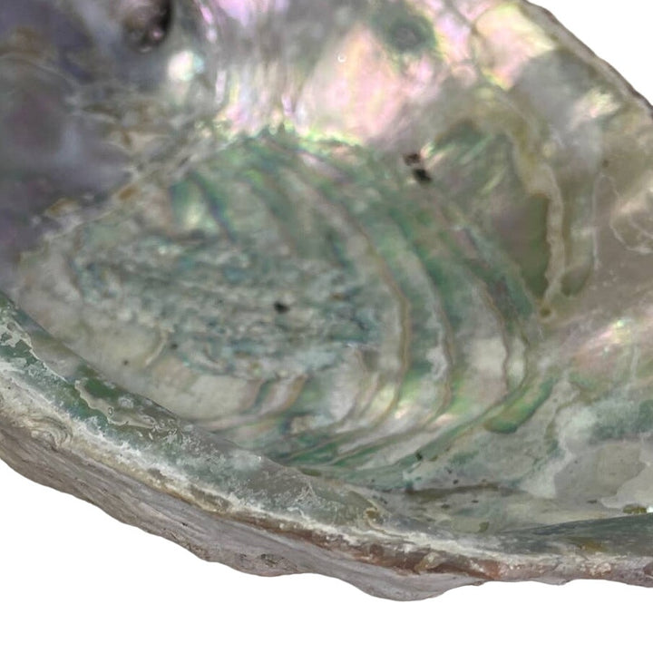 Vintage Beautiful Natural Iridescent Collectible Large Abalone Seashell Shell