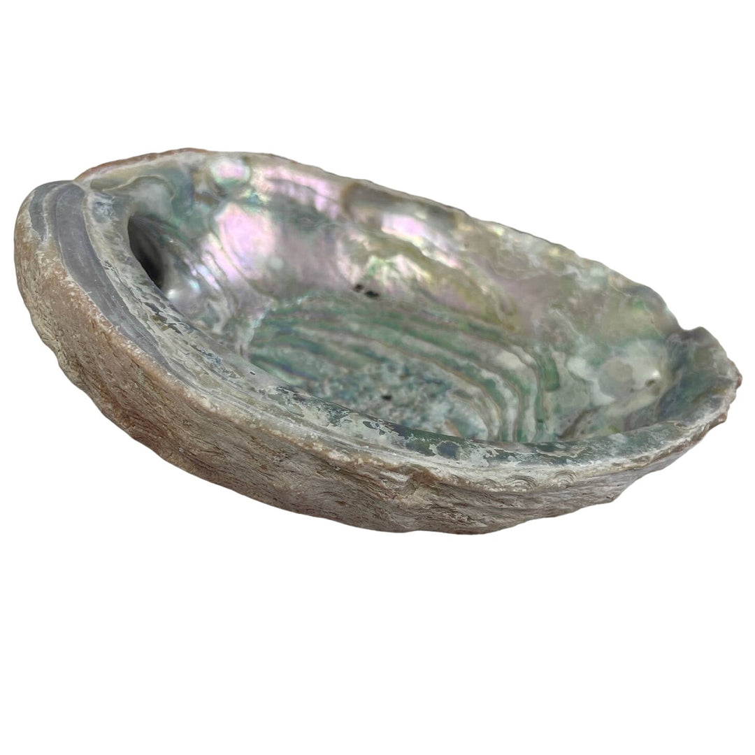 Vintage Beautiful Natural Iridescent Collectible Large Abalone Seashell Shell
