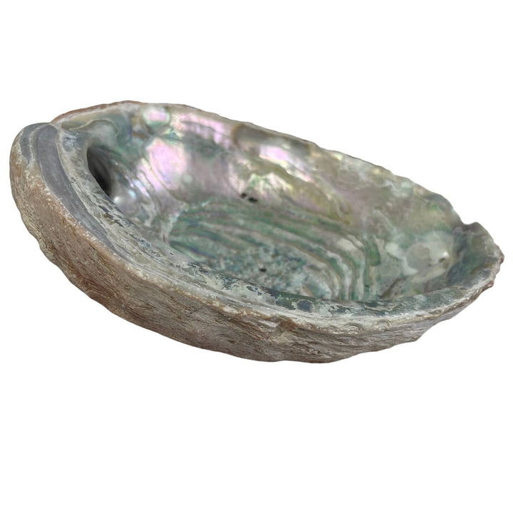 Vintage Beautiful Natural Iridescent Collectible Large Abalone Seashell Shell