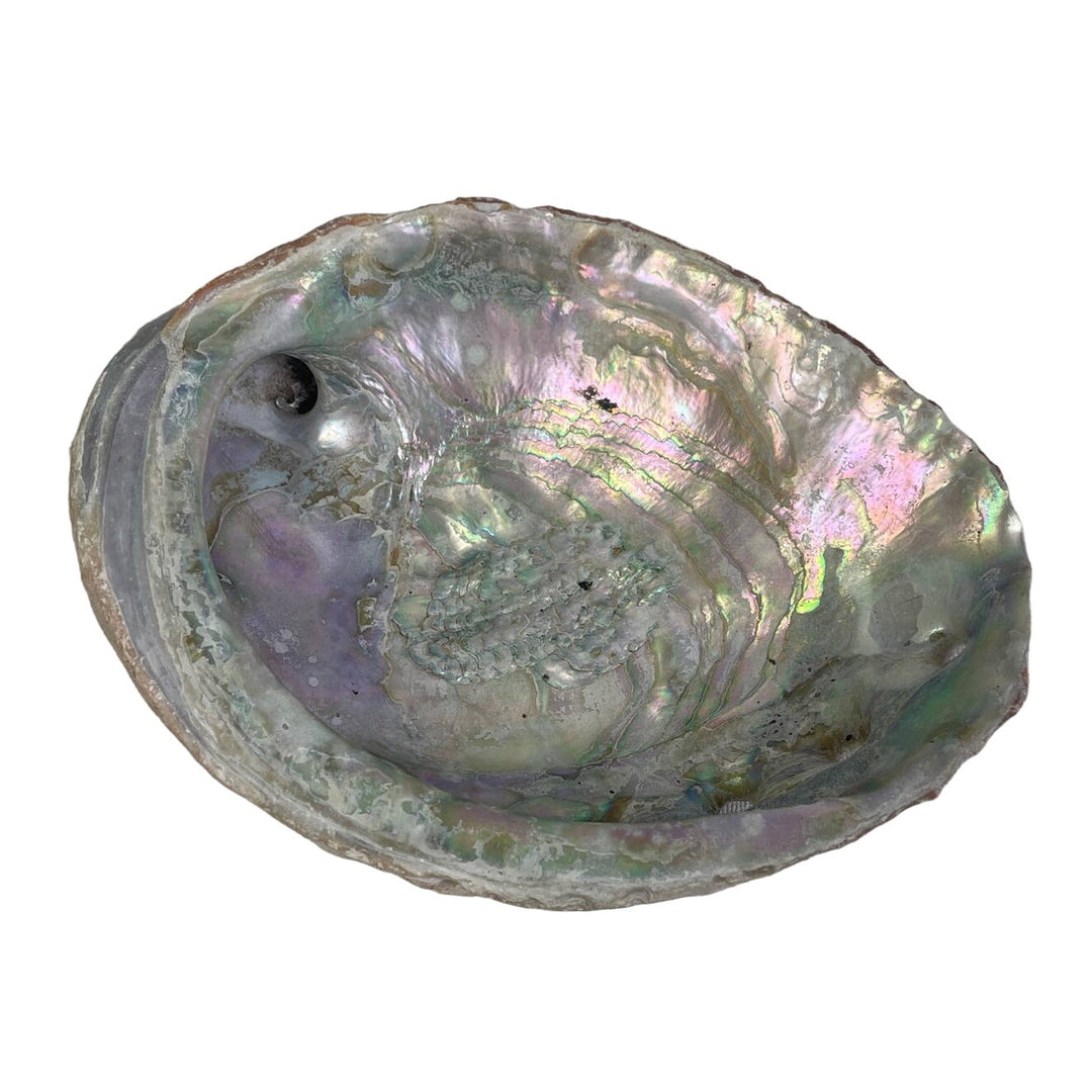Vintage Beautiful Natural Iridescent Collectible Large Abalone Seashell Shell