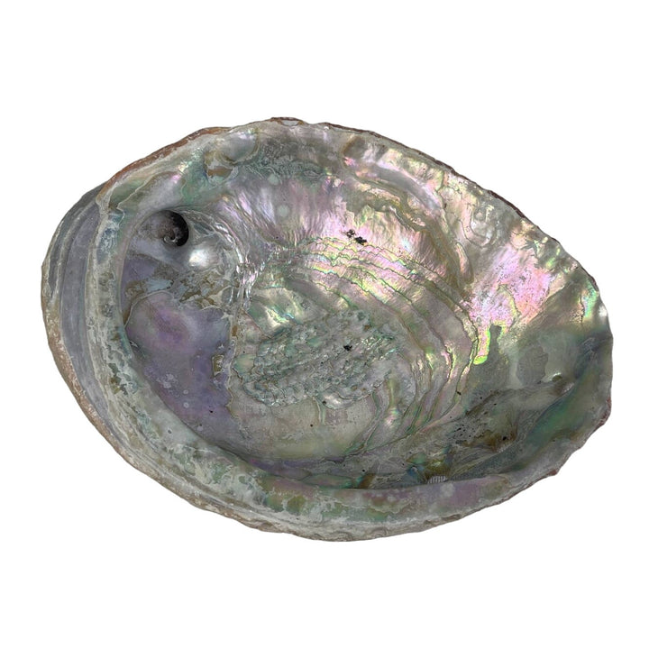 Vintage Beautiful Natural Iridescent Collectible Large Abalone Seashell Shell