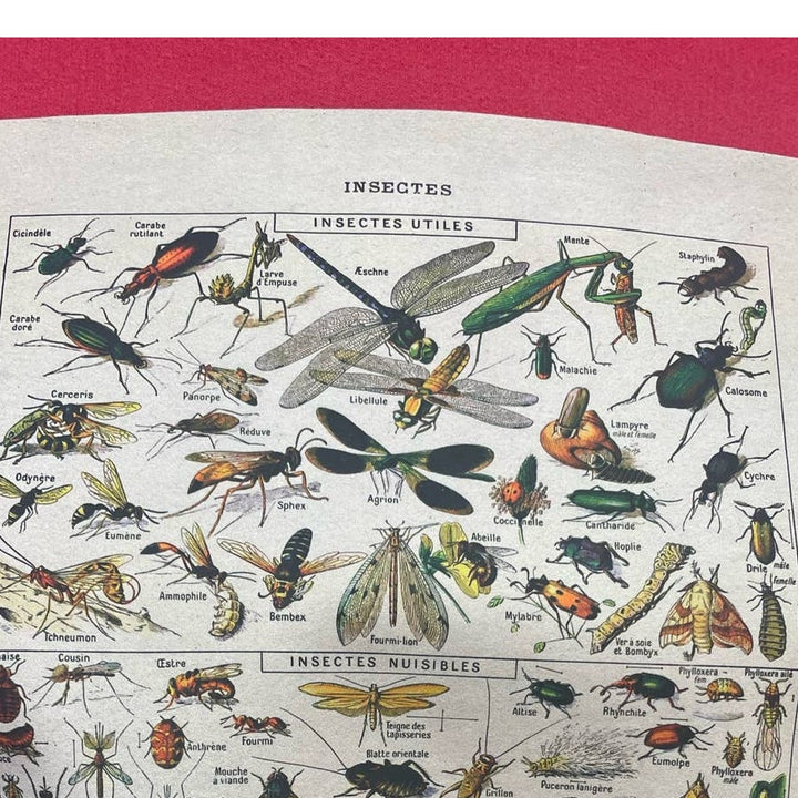 Hand Printed Upcycled XL Vintage Reference Book Insects Page Sweatshirt Hoodie