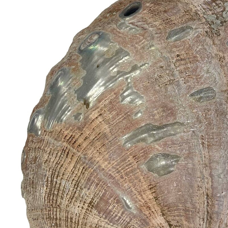 Vintage Beautiful Natural Iridescent Collectible Large Abalone Seashell Shell
