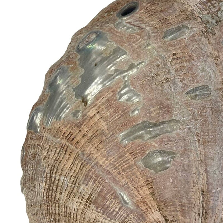 Vintage Beautiful Natural Iridescent Collectible Large Abalone Seashell Shell