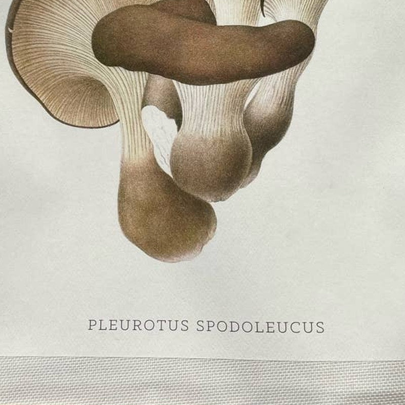 Hand Printed Upcycled Oyster Mushroom Pleurotus Spodoleucus Canvas Tote Bag